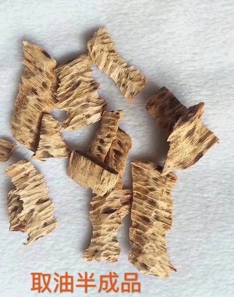 沉香的人工結香方法與沉香的收獲和加工