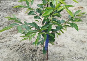 沉香種植現狀及發展研究
