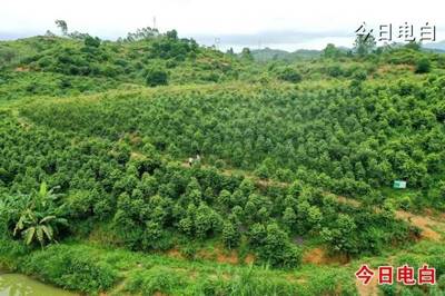 沙垌沉香墟:產(chǎn)業(yè)“筑基”、文化“鑄魂”,振興見(jiàn)實(shí)效得民心