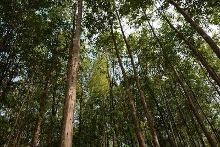 亞洲種植園資本公司馬來(lái)西亞工廠(chǎng)首次完成CITES批準(zhǔn)的沉香進(jìn)口【1】-新聞?lì)l道-手機(jī)