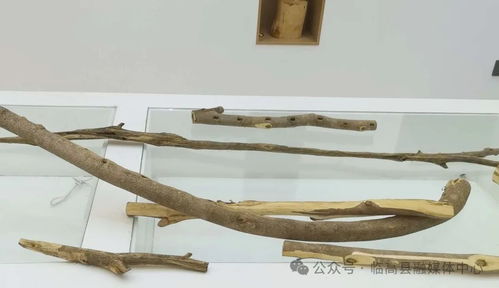臨高皇桐富雄村 生態 經濟 發展沉香 打造現代農業產業園