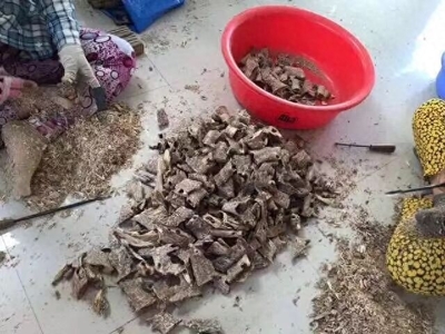 沉香樹:天生的人類貢獻者