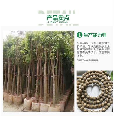 化州沉香苗 沉香水桶杯苗 沉香大杯苗 沉香苗種植批發(fā)